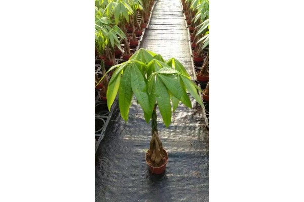 5 PCS BRAIDED SEEDLING BED