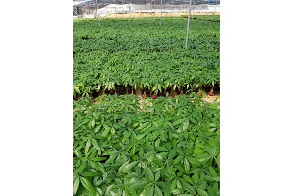 MONEY TREE GROWING FIELD