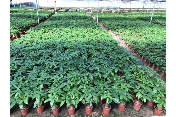 MONEY TREE TRUNK GROWING FIELD