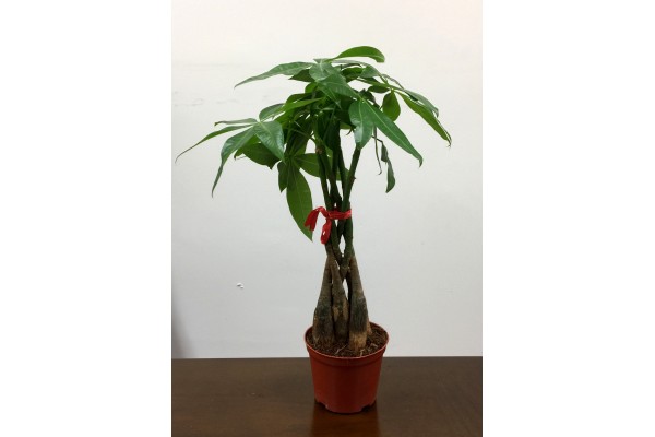 5 PCS BRAIDED MONEY TREE