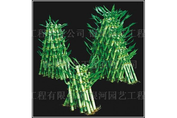 Lucky Bamboo Pyramid