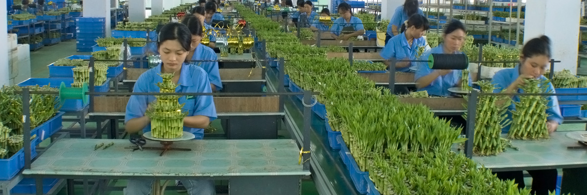 Zhanjiang Galaxy Nursery