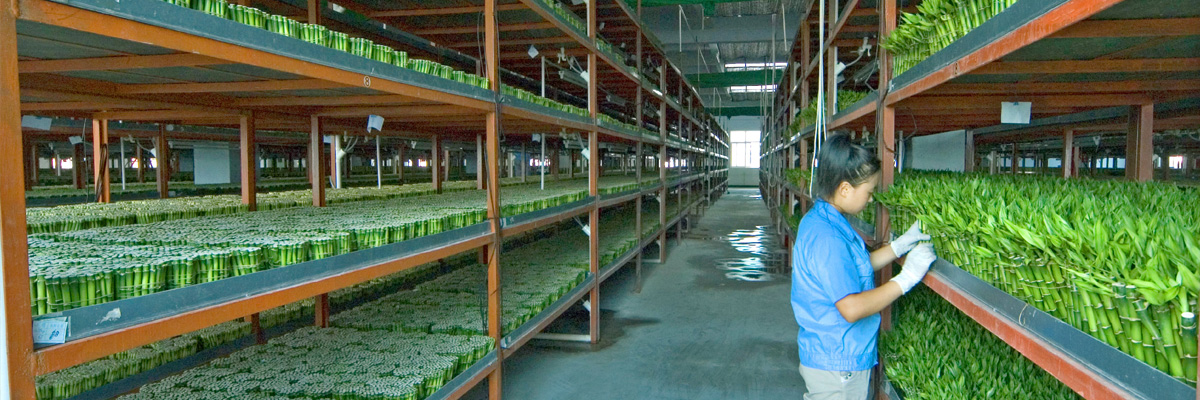 Zhanjiang Galaxy Nursery