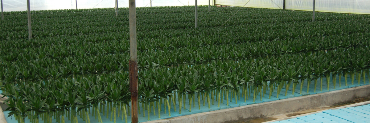 Zhanjiang Galaxy Nursery