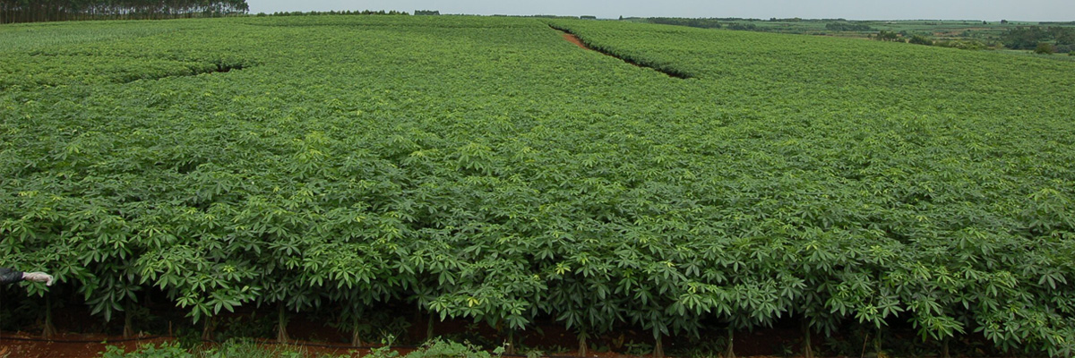 Zhanjiang Galaxy Nursery